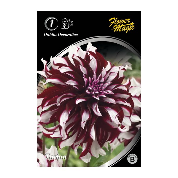 JURGINAS TARTAN 1vnt