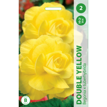 BEGONIJOS DOUBLE YELLOW 2vnt