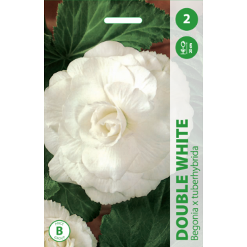 BEGONIJOS DOUBLE WHITE