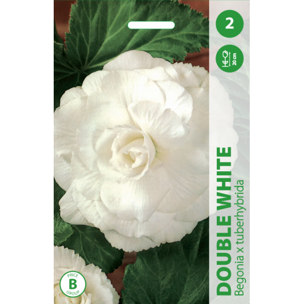 BEGONIJOS DOUBLE WHITE