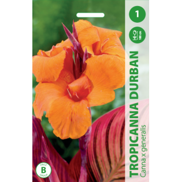 KANOS TROPICANNA DURBAN 1vnt