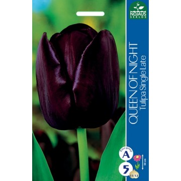 TULPĖS QUEEN OF NIGHT
