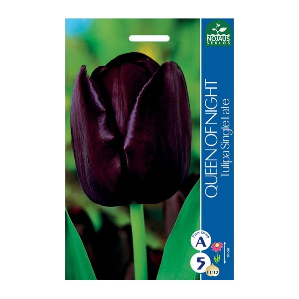 TULPĖS QUEEN OF NIGHT