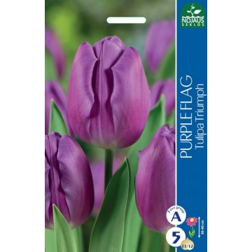 TULPĖS PURPLE FLAG