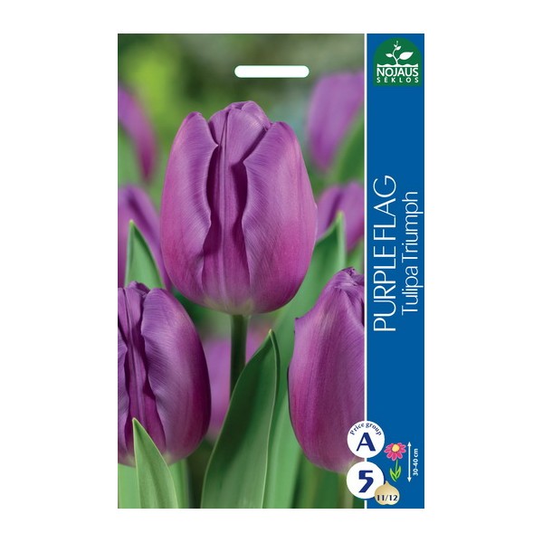 TULPĖS PURPLE FLAG