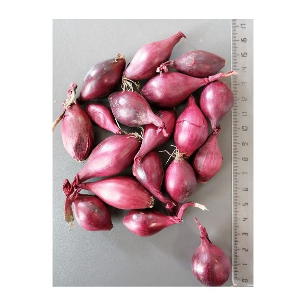 10KG RED KARMEN 14/21 VĖLYVI SVOGŪNŲ SODINUKAI