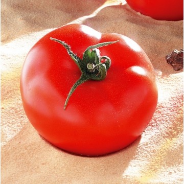 Pomidorai Brooklyn H 8 s.