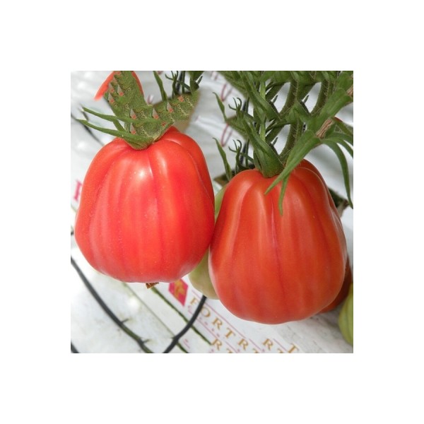 Pomidorai Arawak 8 sėklos