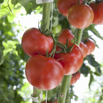 Pomidorai Mamirio 8 s.