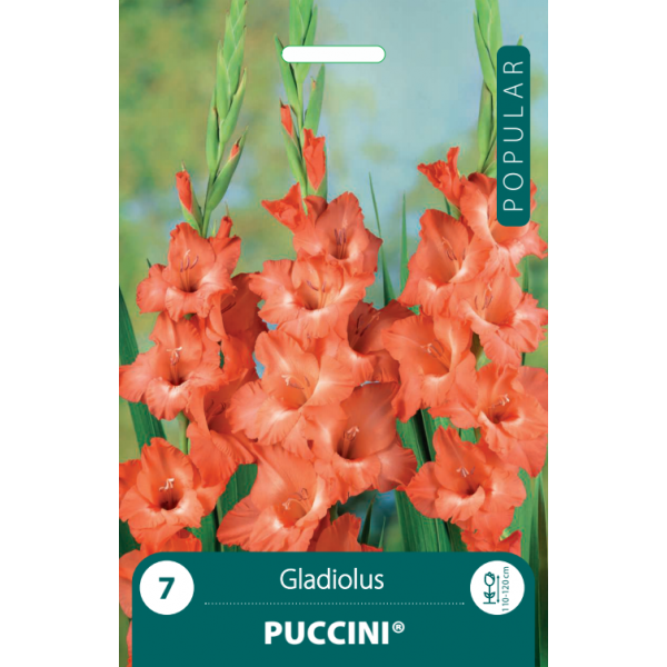 POPULAR KARDELIAI PUCCINI