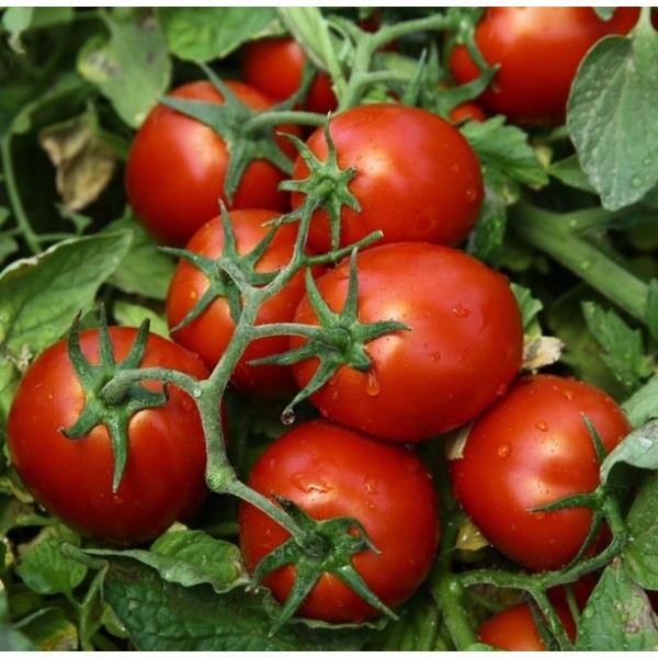 Pomidorai Chibli H 2500 sėklų