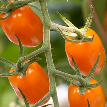 Pomidorai Bambello 500 sėklų