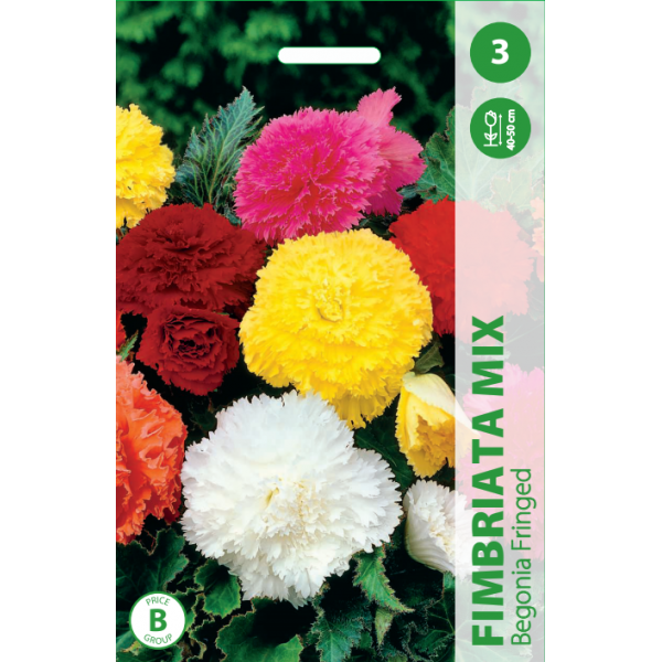 BEGONIJOS FIMBRIATA MIXED (MIŠINYS)
