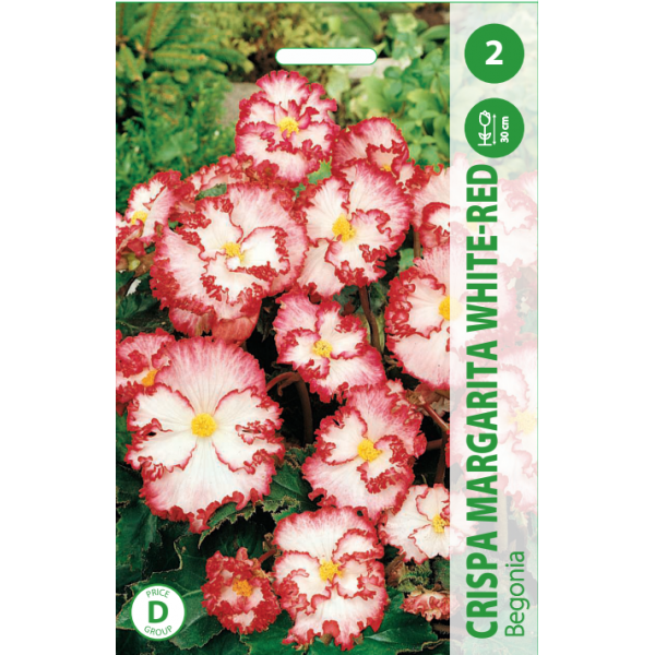 BEGONIJOS CRISPA MARGARITA WHITE - RED