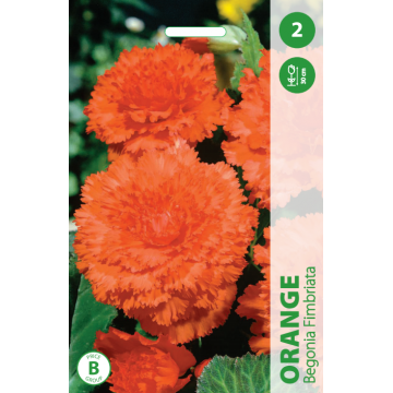 BEGONIJOS ORANGE