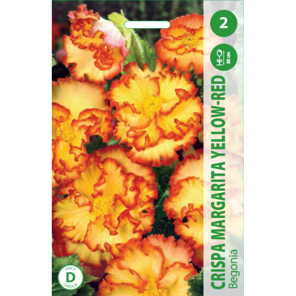BEGONIJOS CRISPA MARGARITA YELLOW/RED 2vnt