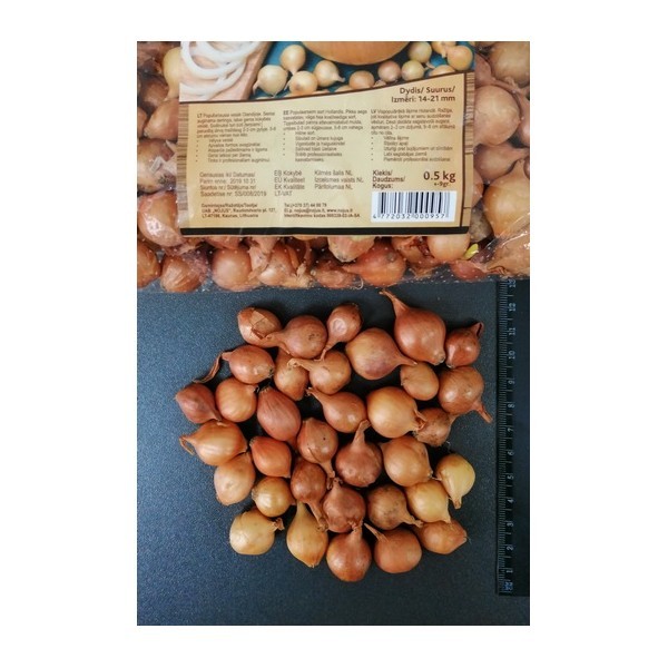 1KG STUTTGARTER RIESEN 14/21 Vėlyvi SVOGŪNŲ SODINUKAI