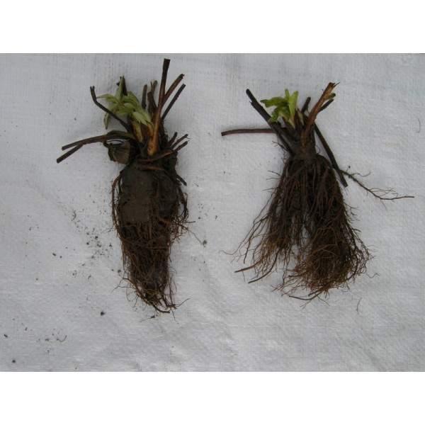 1 dėžė (600vnt.) Gariguette Braškės Frigo l. ankstyvos