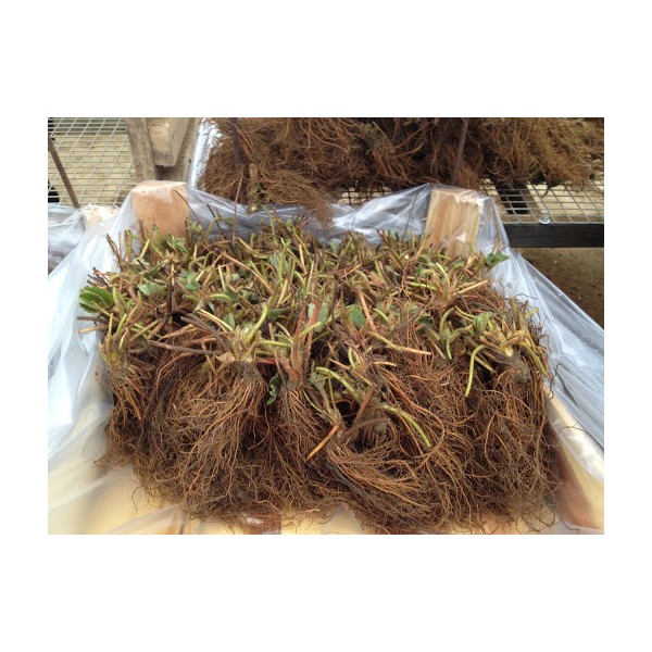 1 dėžė (600vnt.) Gariguette Braškės Frigo l. ankstyvos