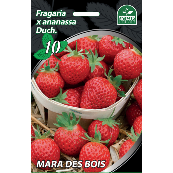 1 dėžė (900vnt) Mara des Bois Braškės Frigo Remontantinės