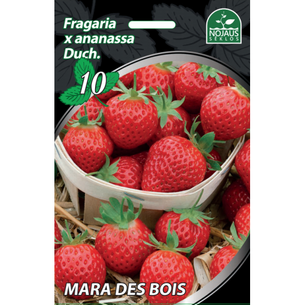 1 dėžė (600vnt) Mara des Bois Braškės Frigo Remontantinės