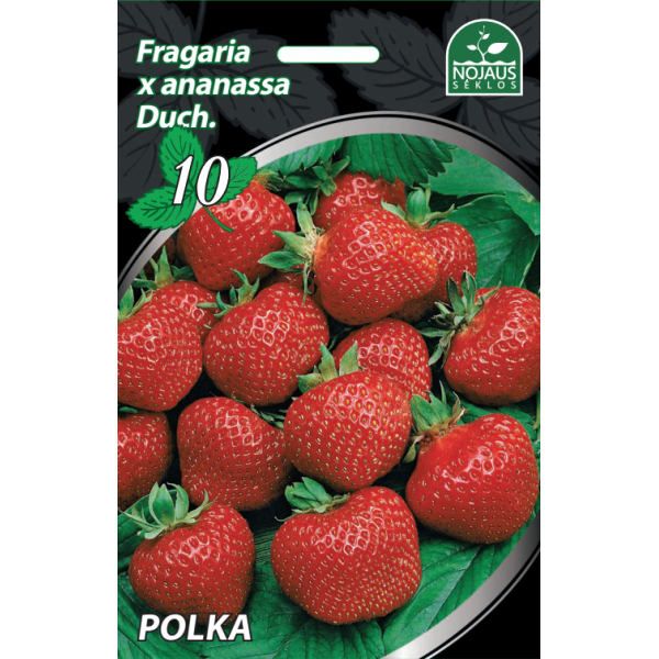 1 dėžė (600vnt) Polka Braškės Frigo vid. vėlyvos