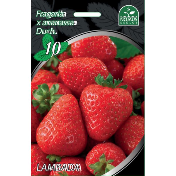 Braškės Frigo Lambada A, 1 dėžė (600vnt.)