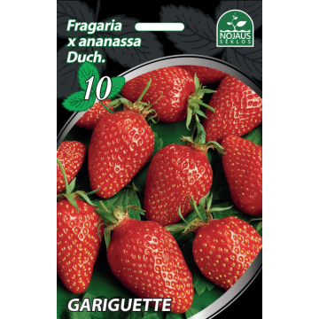 Braškės Frigo Gariguette 50vnt