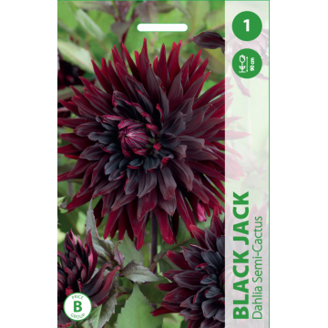 JURGINAI BLACK JACK 1vnt