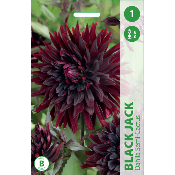 JURGINAI BLACK JACK 1vnt