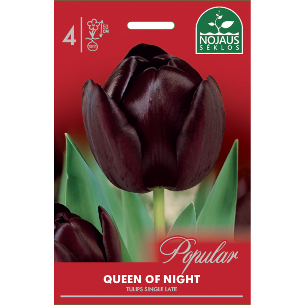 POPULAR TULPĖS QUEEN OF NIGHT