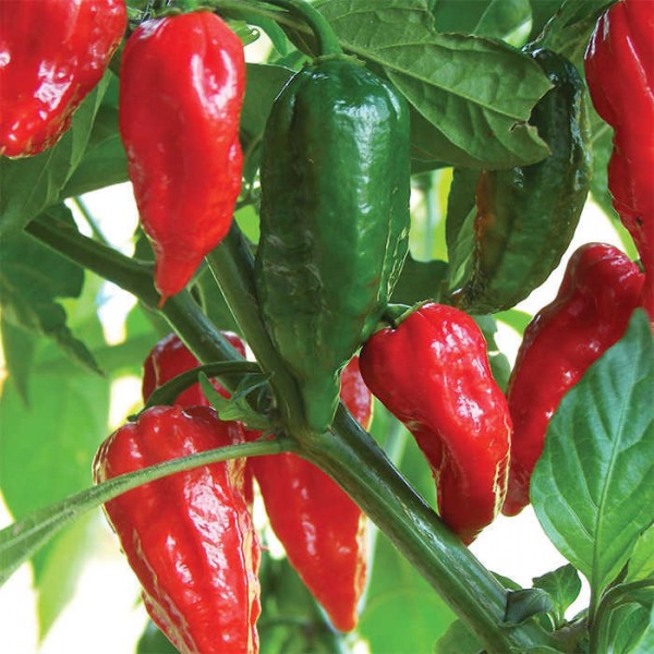 Vienametės paprikos Bhut Jolokia (aštri)