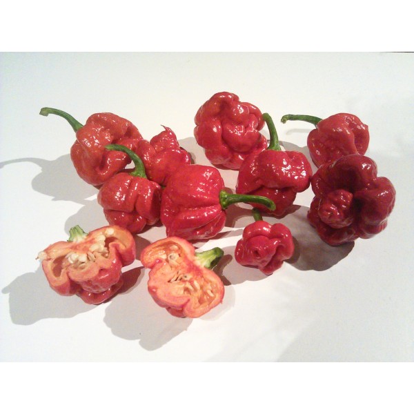 Vienametės paprikos Trinidad Moruga Scorpion (aštri)