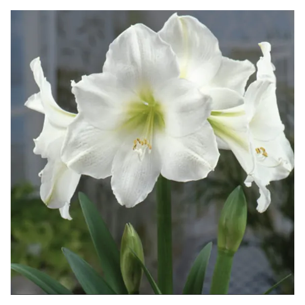 MEILENIS (AMARILIS) CHRISTMAS GIFT