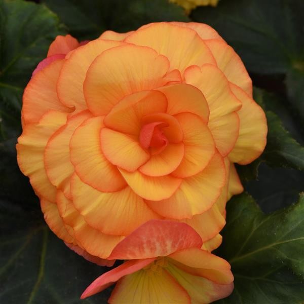 Gumbinė begonija Sunset Shade 10 sėklų