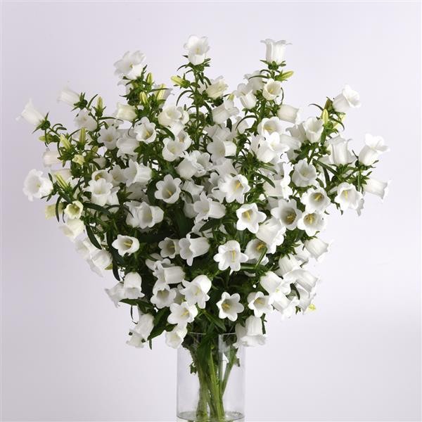 Katilėlis White 10s