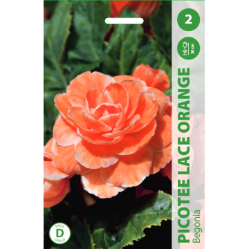 Begonijos Picotee Lace Orange