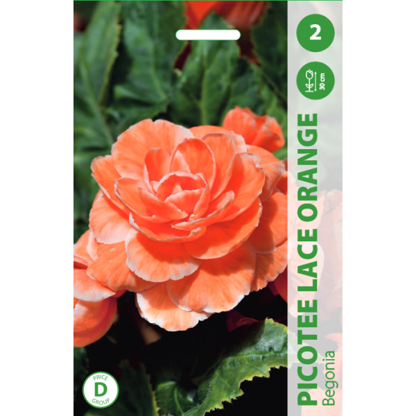 Begonijos Picotee Lace Orange