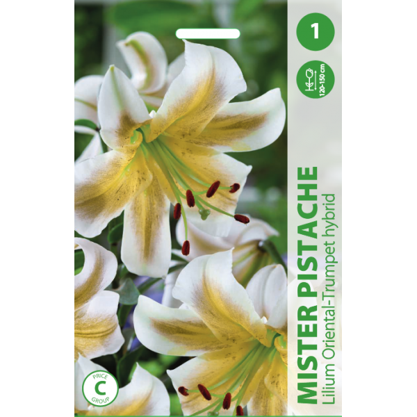 LELIJOS MISTER PISTACHE