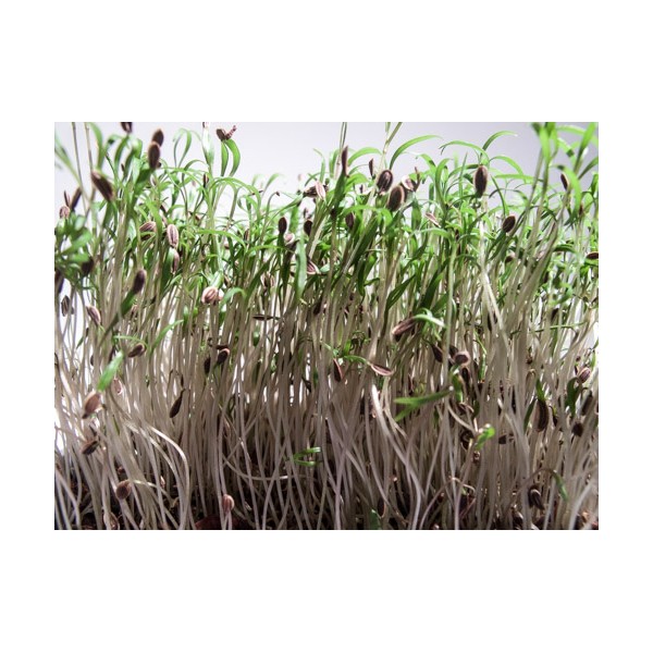 Sėklos daigams Paprastieji krapai 10g (ANETHUM GRAVEOLENS)