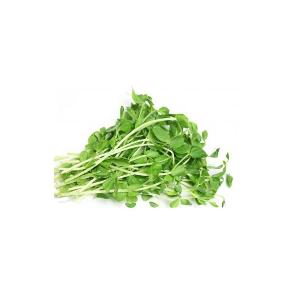 Sėklos daigams Žirniai Boogie 20g (PISUM SATIVUM)