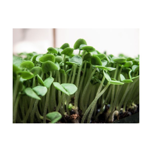 Sėklos daigams Kvapieji bazilikai 5g (OCIMUM BASILICUM)