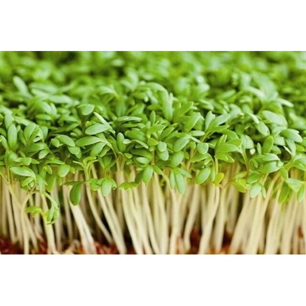 Sėklos daigams Paprastasis rėžiukas 1g (WATERCRESS)