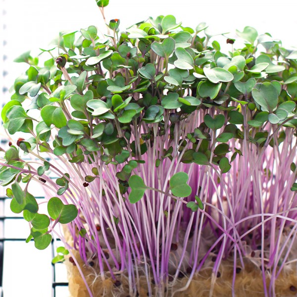Sėklos daigams Ropiniai kopūstai 5g (KOHLRABI)