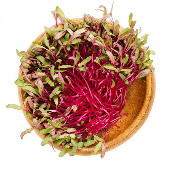 Sėklos daigams Raudonasis burokėlis Detroit 2 15g (BEETROOT DETROIT 2)