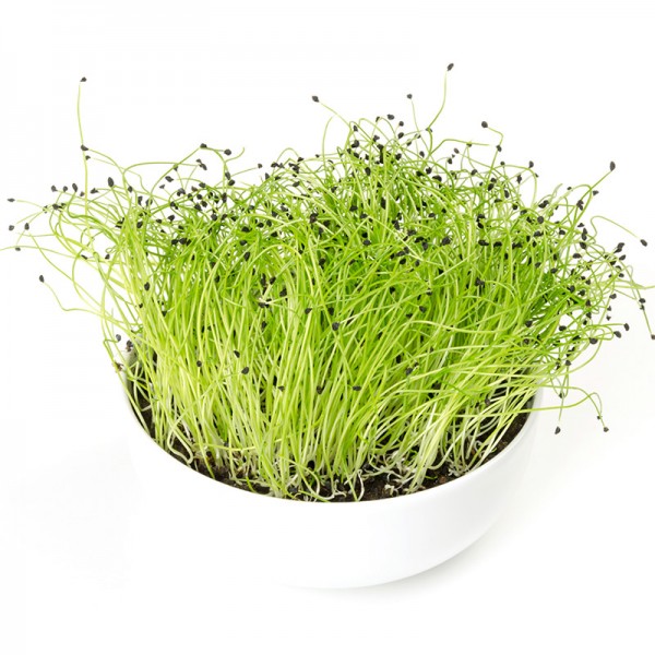 Sėklos daigams Daržiniai porai 5g (ALLIUM PORRUM)