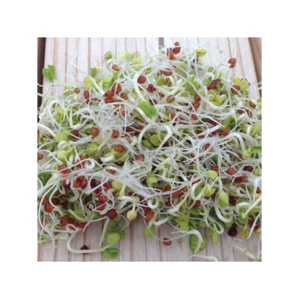 Sėklos daigams Valgomieji ridikėliai Flamboyant 10g (RADISH)