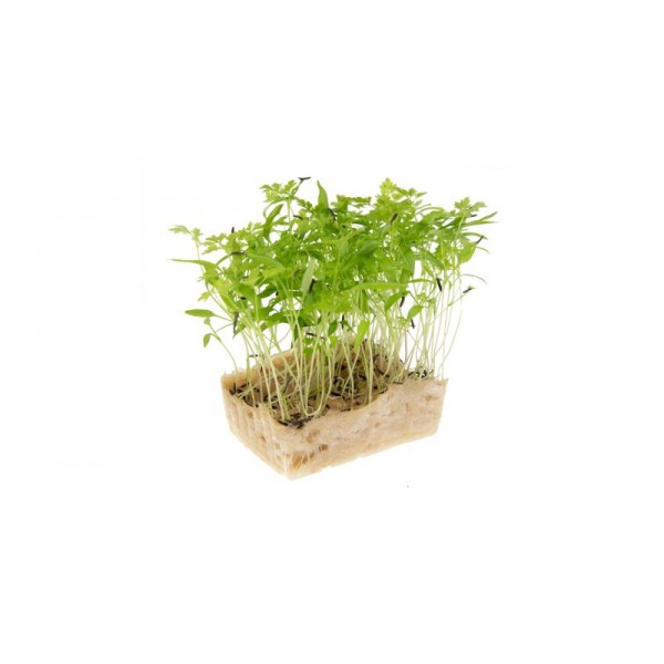 Sėklos daigams Daržinis builis 10g (ANTHRISCUS CEREFOLIUM)