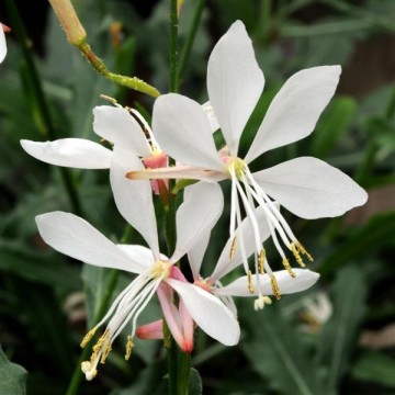 Gaura White 5 sėklos