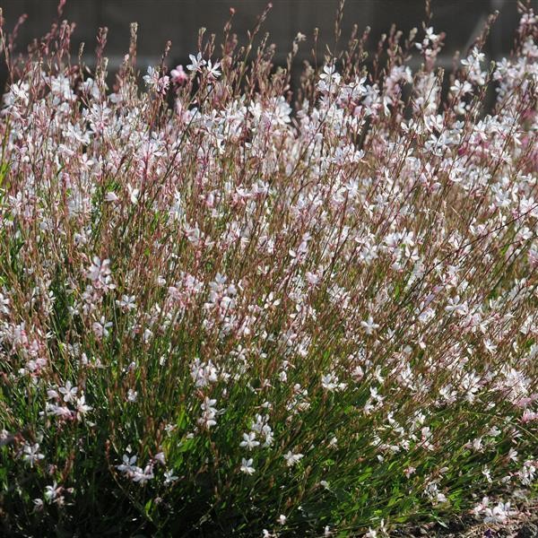 Gaura White 5 sėklos